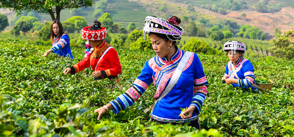 云南宁洱：茶产业助农脱贫增收