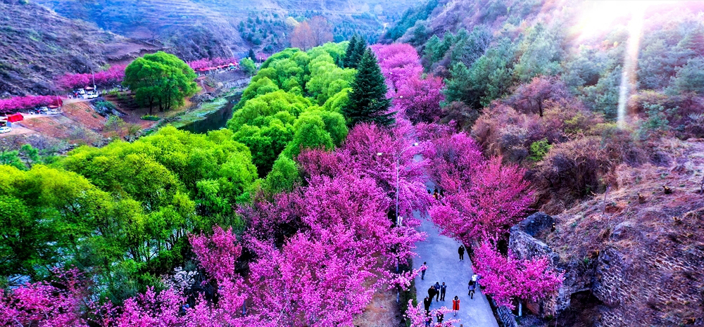 “飞阅”云南昭通渔洞樱花：乌蒙山里的粉色浪漫