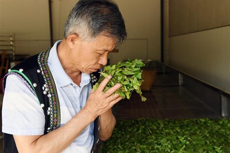 传承普洱茶制作技艺