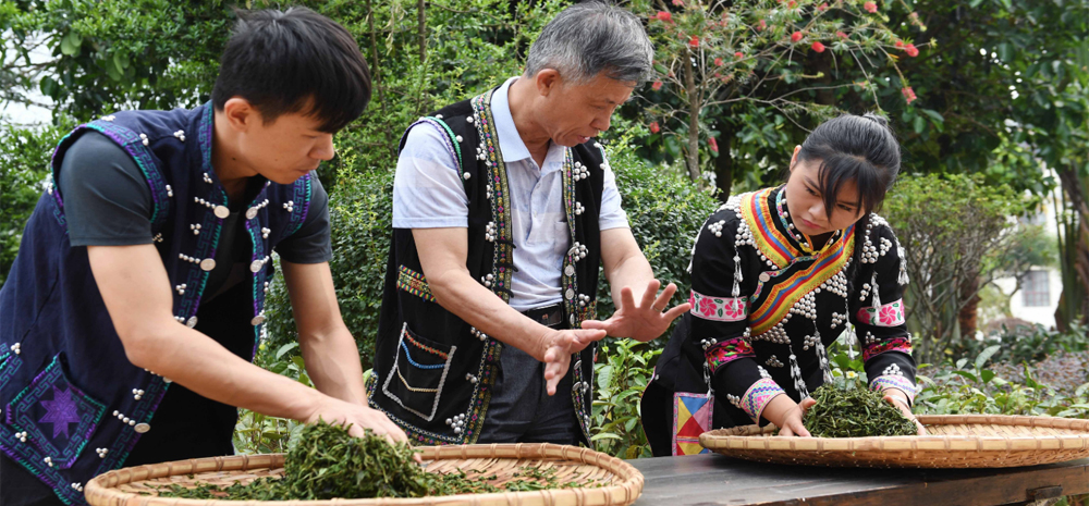 สืบสานศิลปะการทำชาผูเอ่อแบบดั้งเดิม