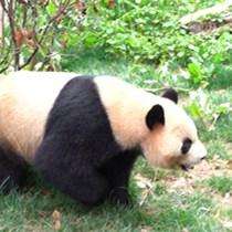 大熊猫“小鲜肉”毛竹和珍多，在云南搬新家了