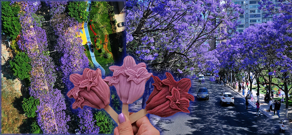 云南昆明：绝美蓝花楹 花开动春城