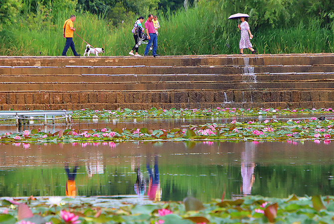 红河弥勒：一湖睡莲仲夏开