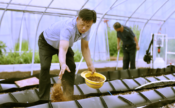 AI VS 人工 这场草莓种植战到底谁会赢？来听他们“放狠话”！
