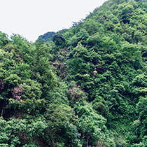 大峡谷的新溜索