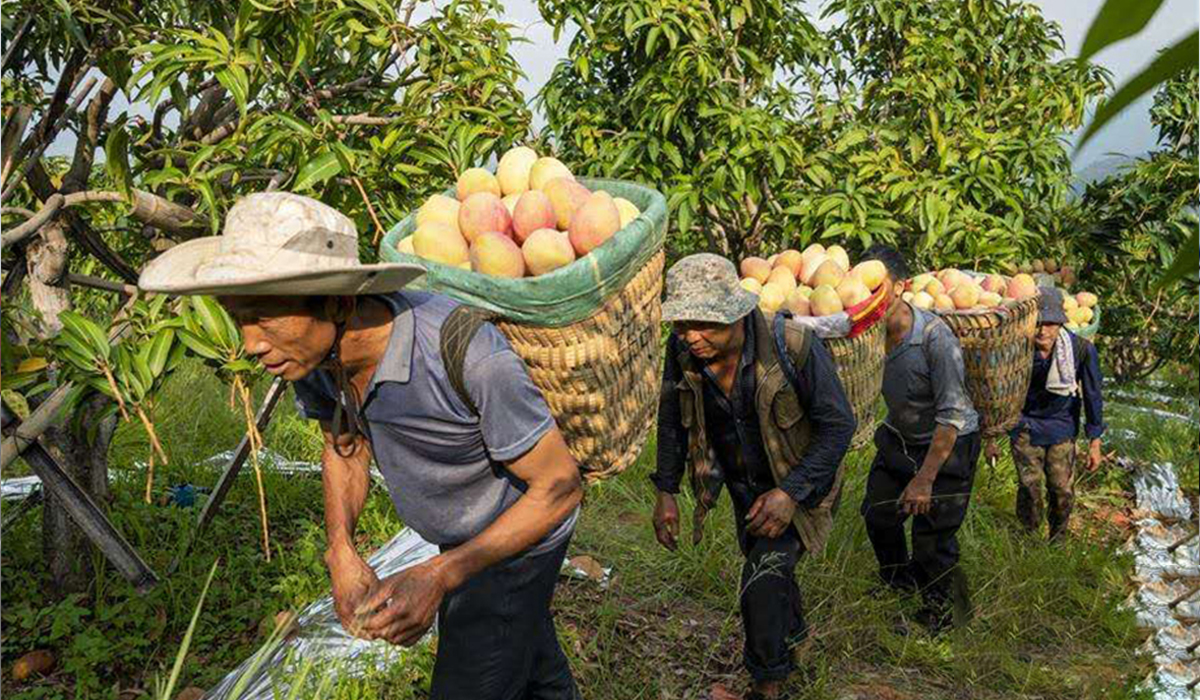 ယူနန္ဟြာပင္းခရိုင္က သရက္သီးစိုက္ေတာင္သူမ်ား အဆင္ေျပလ်က္ရွ