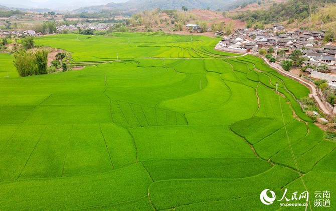 ယူနန္ဖူအယ္ရွိ ဆန္စပါးစိုက္ခင္း သာယာလွပေန