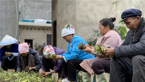 သစ္ခြပန္းသည္ ဆင္းရဲႏြမ္းပါးမႈေလ်ာ့ခ်ေရးအတြက္ အေထာက္အကူျပဳ