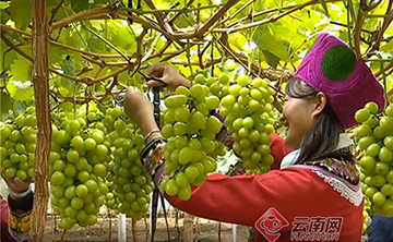 小葡萄闯大市场！禄劝特色产业让村民搭上致富快车