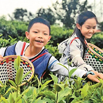 茶香景美乐享双柏生态游