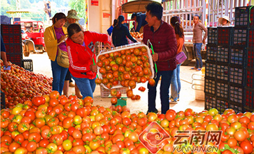 云南弥勒：早熟大棚蕃茄助农增收6800多万元