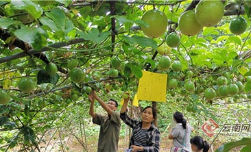 【云岭脱贫攻坚总决战】勐捧镇：特色种植增强脱贫致富“造血”能力
