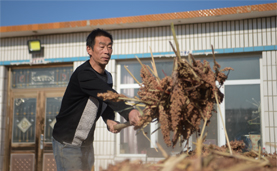 百城千县万村调研行｜互助互利,甘薯带来甜蜜日子