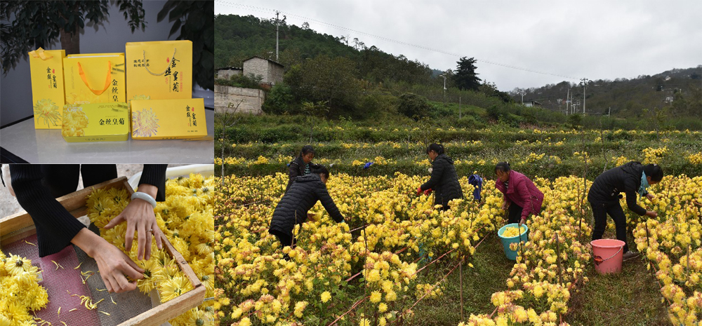 เมืองปิงชวน มณฑลยูนนานดอกเก๊กฮวยเหลืองอร่ามบานสะพรั่ง