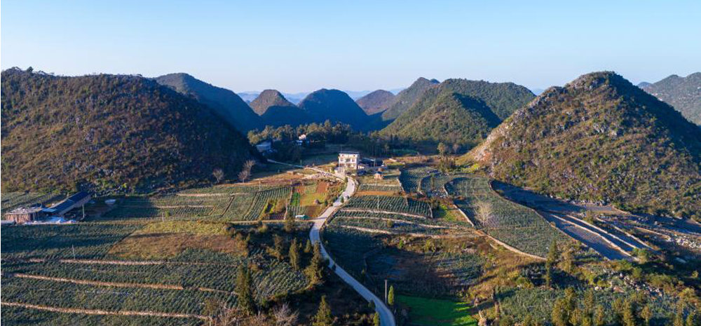 云南西畴：中草药种植助农增收