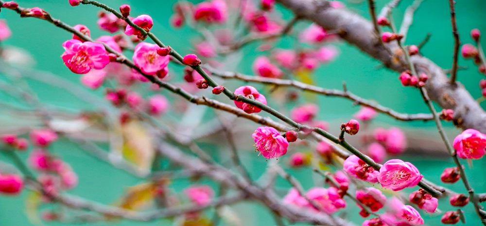 鲜花盛开：看寒冬彩云之南“春光烂漫”