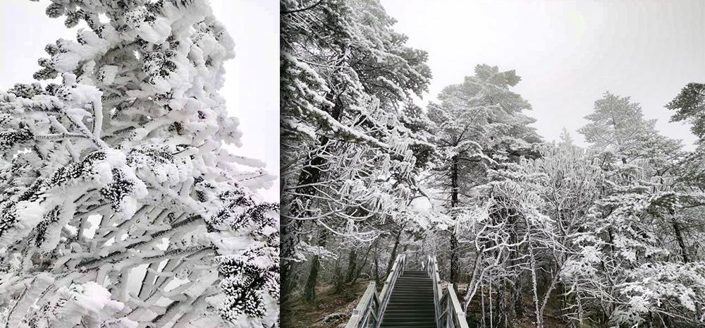 寒潮携2021年第一场雪飘落昆明轿子雪山