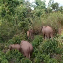 【COP15】云南墨江：一群野生亚洲象持续向北迁移