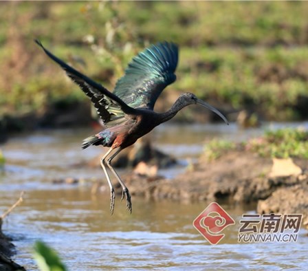 云南盈江：珍稀鸟类彩鹮再次现身