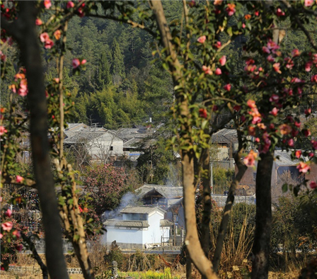 保山腾冲：和睦花开盼春来