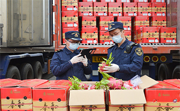 2020年云南农产品出口逆势上扬<br>鲜花出口量和出口额均居全国各省（市、自治区）第一位