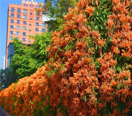 云南弥勒：全城花海喜迎新春