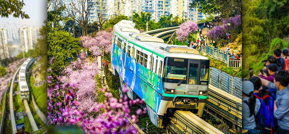 重庆：一路繁花相送 带你驶向春天