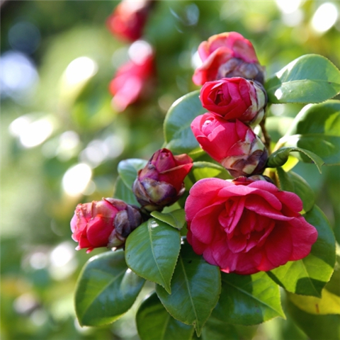 云南富源春花盛开 游客踏春赏花