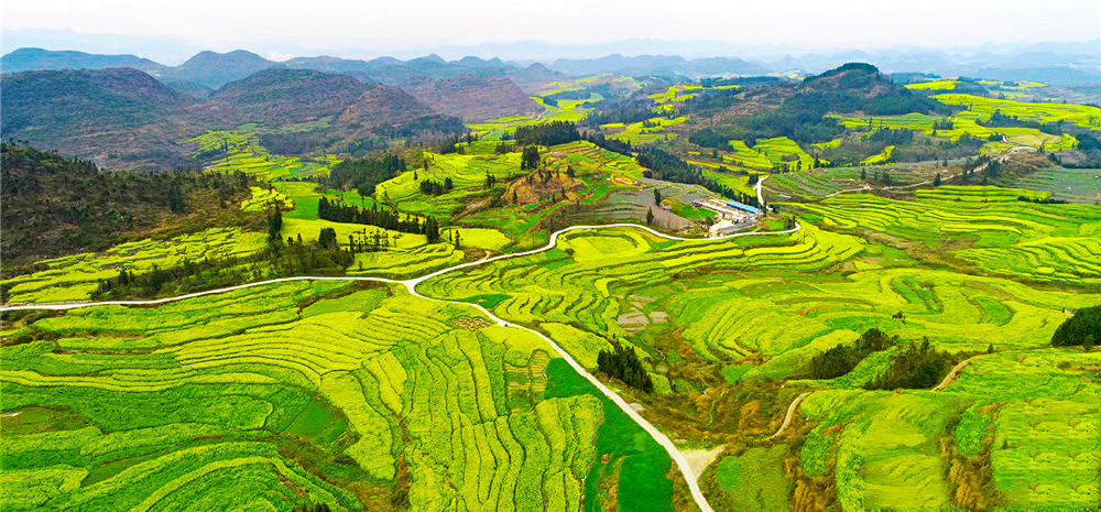 云南罗平：三月油菜竞相开 田园春色入画来