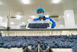 ယူနန္ျပည္နယ္ မြန္ၾကည့္ၿမိဳ႕၏ blueberry လုပ္ငန္းသည္ အရွိန္အဟုန္ျဖင့္ ဖြံ႕ၿဖိဳးလ်က္ရွိ