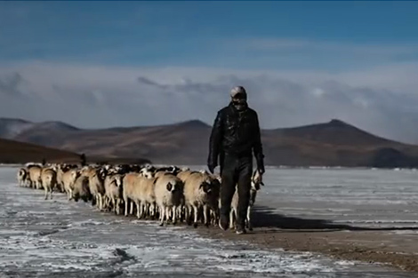 Hàng nghìn con cừu di cư trên mặt hồ đóng băng ở Tây Tạng