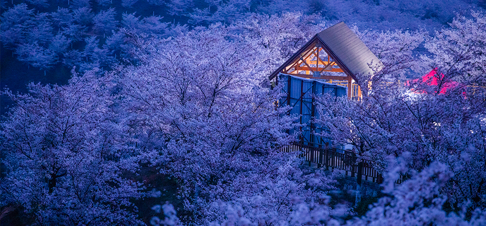 贵州安顺：樱花美景促振兴