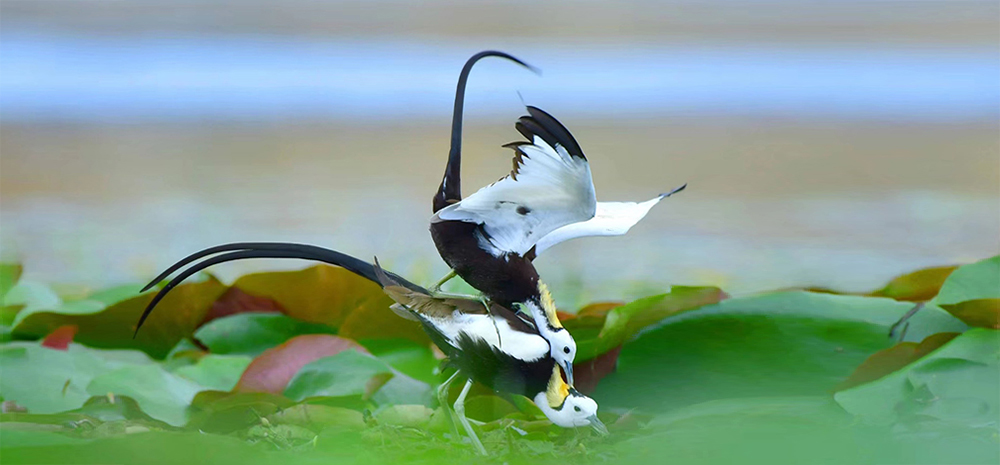 图览保山生物多样性之美