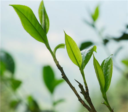 高11.7米！云南西畴最大白毛古茶树春茶开采
