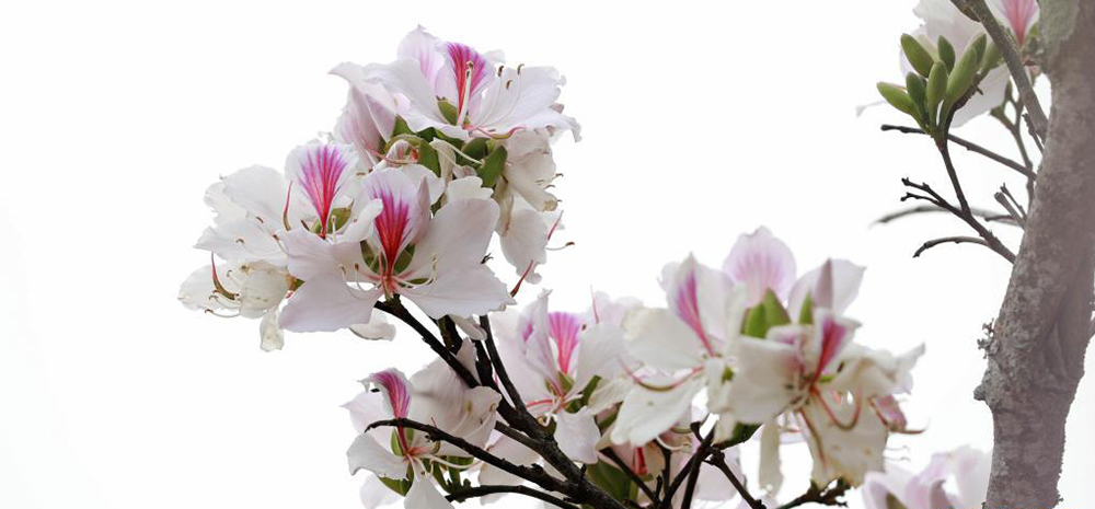 ดอกชงโคอันแสนโอชะเบิกบานในซือเตี้ยนยูนนาน