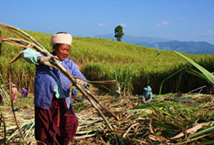  ယူနန္ျပည္နယ္ ကင္မာခ႐ိုင္တြင္ ႀကံပင္ ၆၇၅၄၂.၁၄ ဧက ရိတ္သိမ္းလ်က္ရွိ