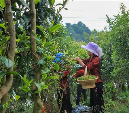 第六届高黎贡山茶文化节举行