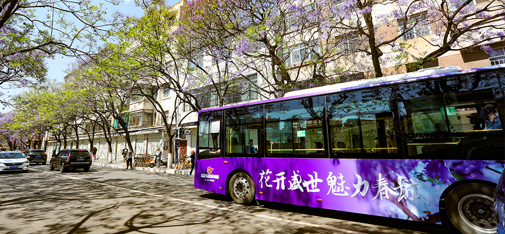 蓝花楹主题公交开进昆明幸福赏花季