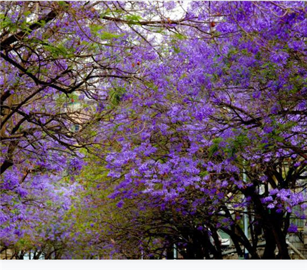 昆明蓝花楹梦幻美景入画来