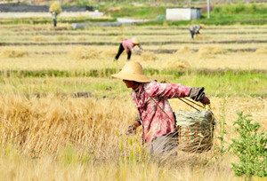 ယူနန္ျပည္နယ္ခ်မ္းၿငိမ္ခ႐ိုင္တြင္ ဆီထြက္သီးႏွံမ်ားရိတ္သိမ္းရန္ အလုပ္မ်ားလ်က္ရွိ