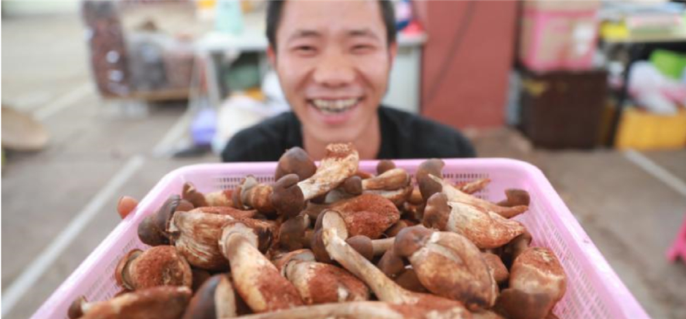 云南野生菌上市啦！