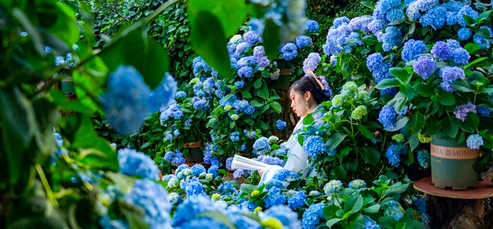 绣球花开时 春城踏青赏花忙