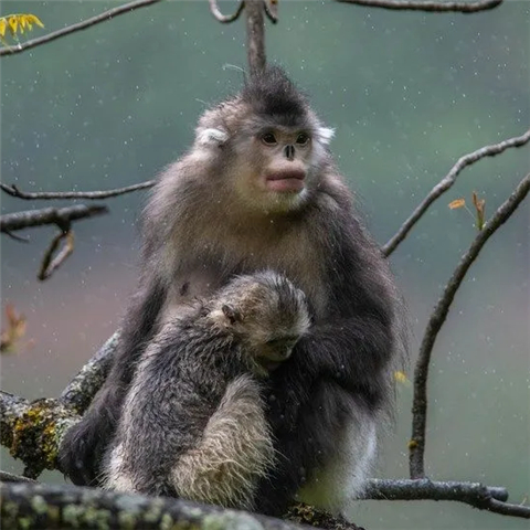 【COP15】滇金丝猴的40年生活巨变
