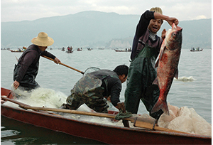 ร่วมอนุรักษ์ปลาพื้นเมืองยูนนานในทะเลสาบซิงหยุน