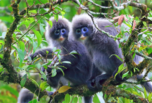 Phayre’s langur ေမ်ာက္ရုိက္ကူးခဲ့သည့္ ဓာတ္ပံုဆရာ က်ိန္စန္ေဟာ္သည္ အထူးေပ်ာ္ရႊင္ေန  