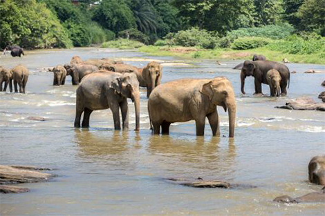ช้างน้อยเริงร่ากระโดดน้ำและว่ายน้ำท่าซิงโครไนซ์