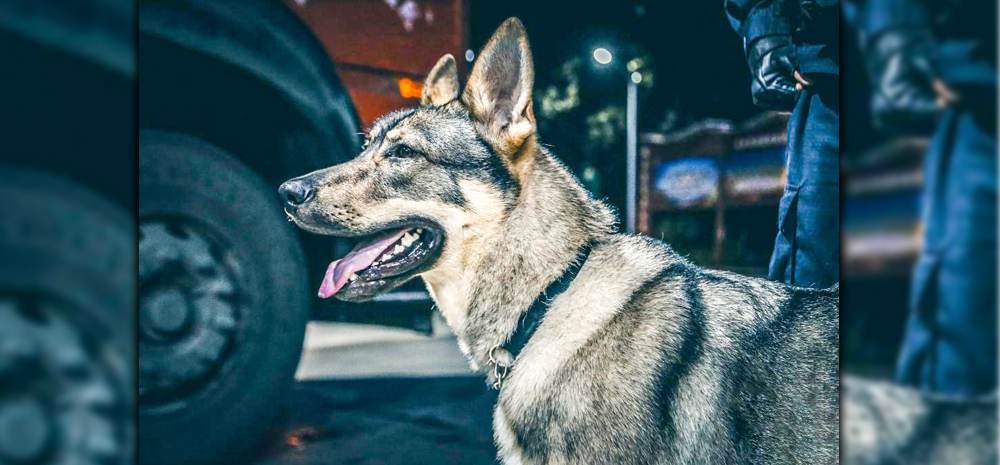 云南：警犬“飓风”立新功 嗅出毒品超过体重