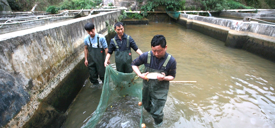 保育珠江水系珍稀鱼类 他们坚守泥塘近10年