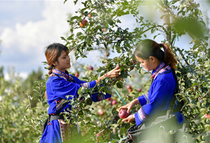 ယူနန္ျပည္နယ္စစ္လင္ခ႐ိုင္တြင္ပန္းသီးမ်ား ဆြတ္ခူးခ်ိန္ျဖစ္