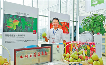 电商助开远鹰嘴桃远销